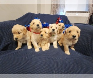 Golden Retriever Puppy for sale in RINDGE, NH, USA