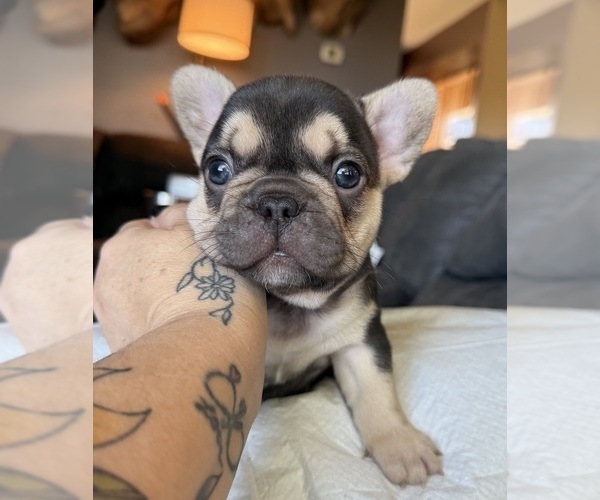 Medium Photo #1 French Bulldog Puppy For Sale in BIG RAPIDS, MI, USA