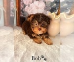 Small #5 YorkiePoo
