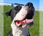 Small #29 American Pit Bull Terrier Mix