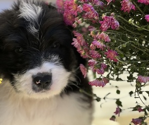 Saint Berdoodle-Saint Bernard Mix Puppy for sale in WILLIAMSON, WV, USA