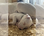 Small Photo #41 Dogo Argentino Puppy For Sale in ARLINGTON, TX, USA