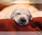 Small Photo #13 English Cream Golden Retriever Puppy For Sale in MCHENRY, IL, USA