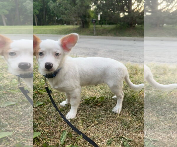 Medium Photo #1 Chiweenie Puppy For Sale in Mukwonago, WI, USA