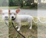 Small Chiweenie