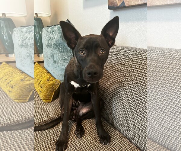 Medium Photo #1 Australian Kelpie-Labrador Retriever Mix Puppy For Sale in Newport Beach, CA, USA