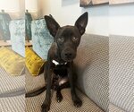 Small Australian Kelpie-Labrador Retriever Mix