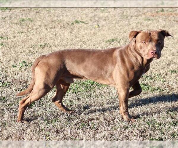 Medium Photo #1 Mutt Puppy For Sale in Grovetown, GA, USA
