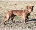 JAKE - Male Mutt Dog for Adoption - Small photo