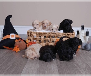 Maltipoo Puppy for sale in TACOMA, WA, USA