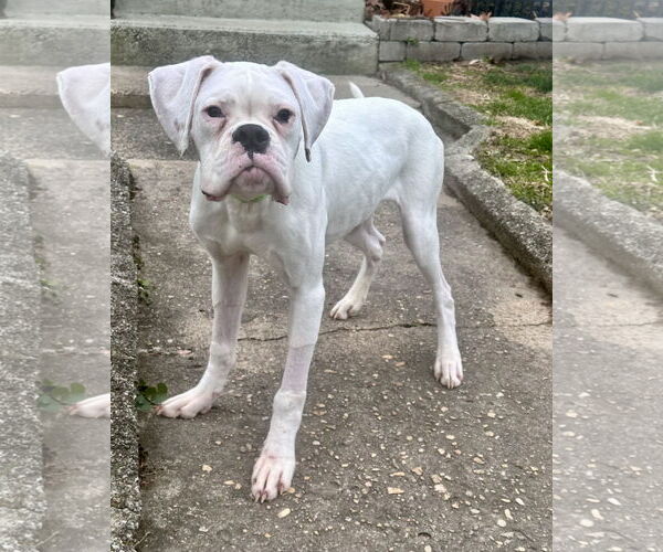 Medium Photo #4 Boxer Puppy For Sale in Dumont, NJ, USA