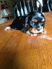 Cavalier King Charles Spaniel Puppy for sale in LITTLE YORK, NY, USA