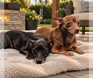 Coal and Coco - Female Chihuahua Dog for Adoption - Photo #3