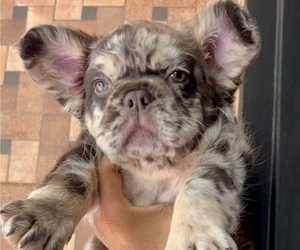 French Bulldog Puppy for sale in LAS VEGAS, NV, USA