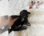 Small Photo #113 Bernedoodle Puppy For Sale in BELMONT, NC, USA