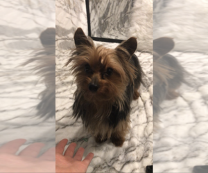 Father of the Yorkshire Terrier puppies born on 01/04/2022