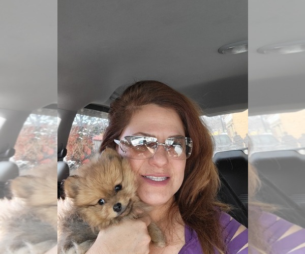 Medium Photo #4 Pomeranian Puppy For Sale in DOUGLAS, WY, USA