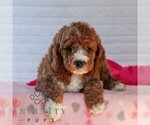 Small #5 Goldendoodle (Miniature)
