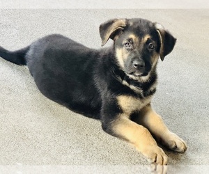German Shepherd Dog Puppy for sale in CITRUS HEIGHTS, CA, USA