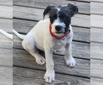 Small #2 Jack Russell Terrier Mix
