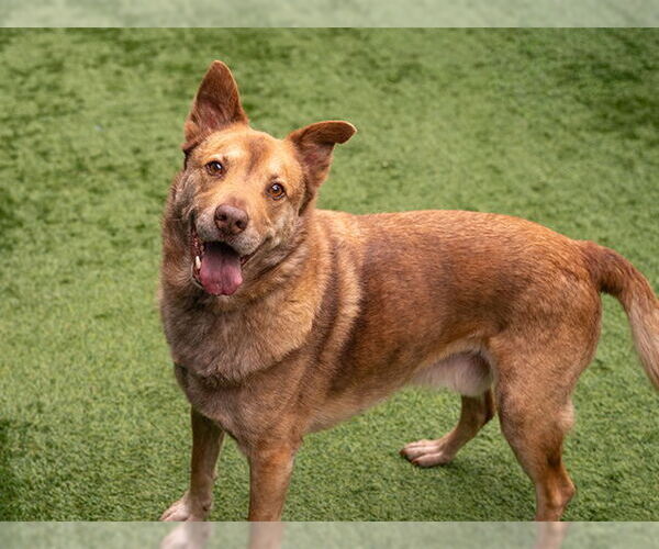 Medium Photo #2 Mutt Puppy For Sale in Pasadena, CA, USA