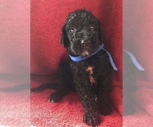 Goldendoodle-Poodle (Standard) Mix Puppy for sale in MORGANTOWN, KY, USA