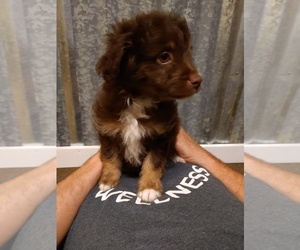 Aussiedoodle-Miniature Australian Shepherd Mix Puppy for sale in YADKINVILLE, NC, USA