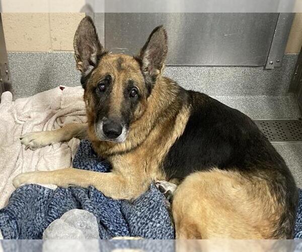 Medium Photo #1 German Shepherd Dog Puppy For Sale in Orange, CA, USA