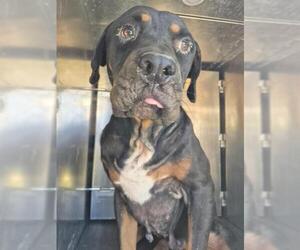 Rottweiler Dogs for adoption in San Antonio, TX, USA