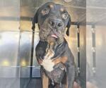 R-LO - Male Rottweiler Dog for Adoption - Small photo