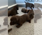 Small Photo #6 Labrador Retriever Puppy For Sale in RED BLUFF, CA, USA