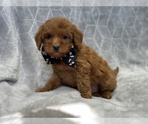 Goldendoodle (Miniature) Puppy for sale in LAKELAND, FL, USA