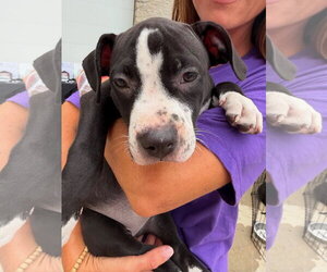 American Staffordshire Terrier-Unknown Mix Dogs for adoption in Gilberts, IL, USA