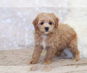 Cavachon Puppy for sale in MARIETTA, GA, USA