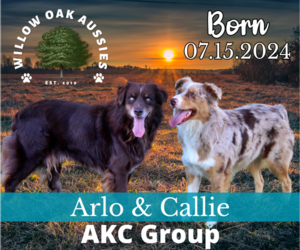 Australian Shepherd Puppy for Sale in HIGDON, Alabama USA