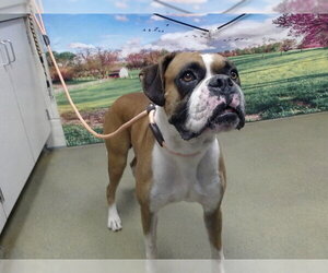 Boxer-Unknown Mix Dogs for adoption in Moreno Valley, CA, USA