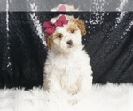 Puppy Pretty Please Poodle (Miniature)