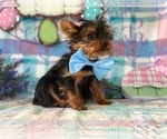 Small Photo #3 Yorkshire Terrier Puppy For Sale in LANCASTER, PA, USA