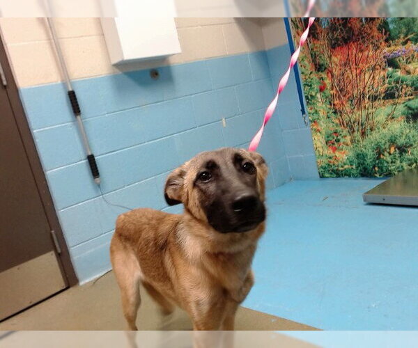 Medium Photo #1 Mutt Puppy For Sale in Moreno Valley, CA, USA