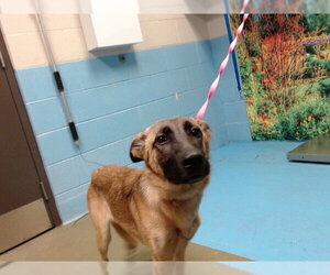 Mutt Dogs for adoption in Moreno Valley, CA, USA