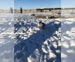 Small Photo #7 Shetland Sheepdog Puppy For Sale in MOLT, MT, USA