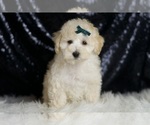 Puppy Mochi Maltipoo