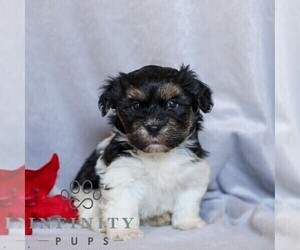 Havanese Puppy for sale in NEWMANSTOWN, PA, USA