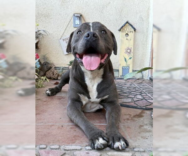 Medium Photo #3 Mutt Puppy For Sale in Ventura, CA, USA