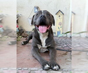 Bubba - Male Mutt Dog for Adoption - Photo #3