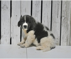 Newfoundland Puppy for sale in MILLERSBURG, OH, USA