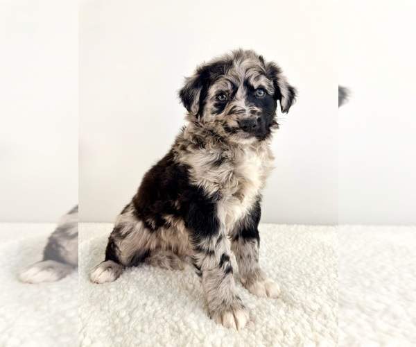 Medium Photo #4 Aussiedoodle Puppy For Sale in GREENFIELD, IN, USA