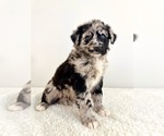 Small #3 Aussiedoodle