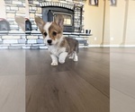 Small #8 Cardigan Welsh Corgi