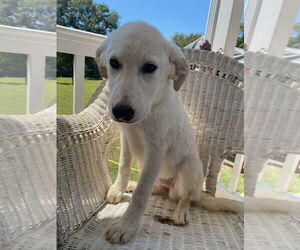 Golden Pyrenees Dogs for adoption in Attalka, AL, USA